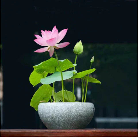 Japanese Bonsai Multicolor Bowl Lotus Seeds (7 Days Germination)