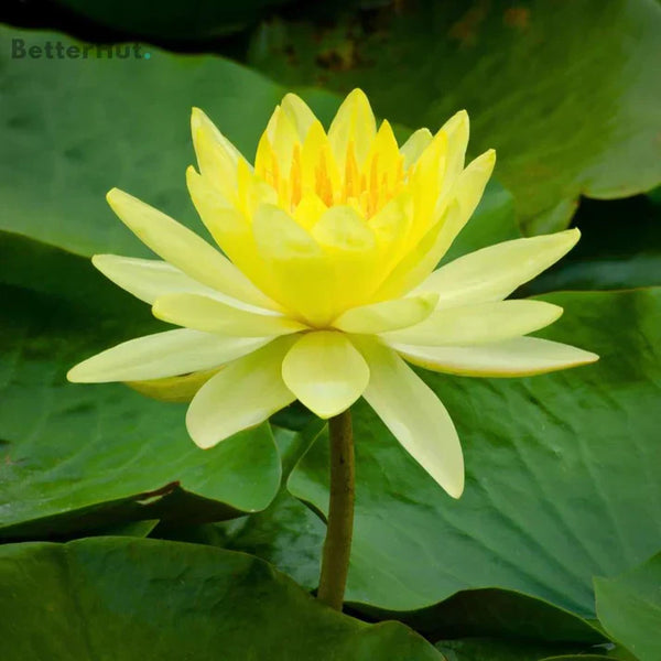 Japanese Bonsai Multicolor Bowl Lotus Seeds (7 Days Germination)