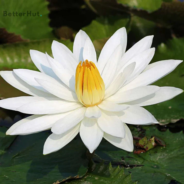 Japanese Bonsai Multicolor Bowl Lotus Seeds (7 Days Germination)