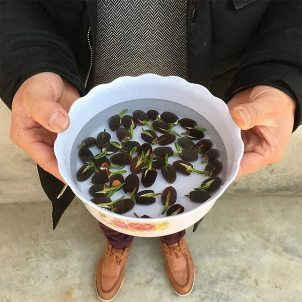 Japanese Bonsai Multicolor Bowl Lotus Seeds (7 Days Germination)