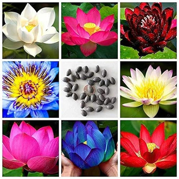 Japanese Bonsai Multicolor Bowl Lotus Seeds (7 Days Germination)