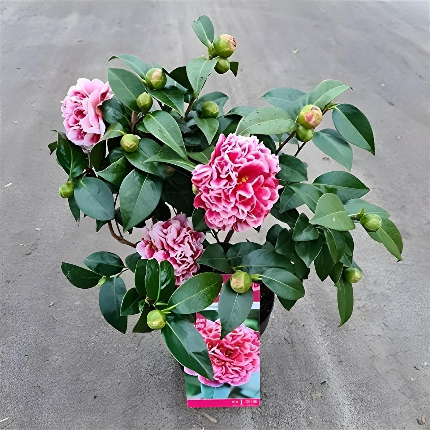 The Queen of Flowers?Peony Flower (Pack of 20)