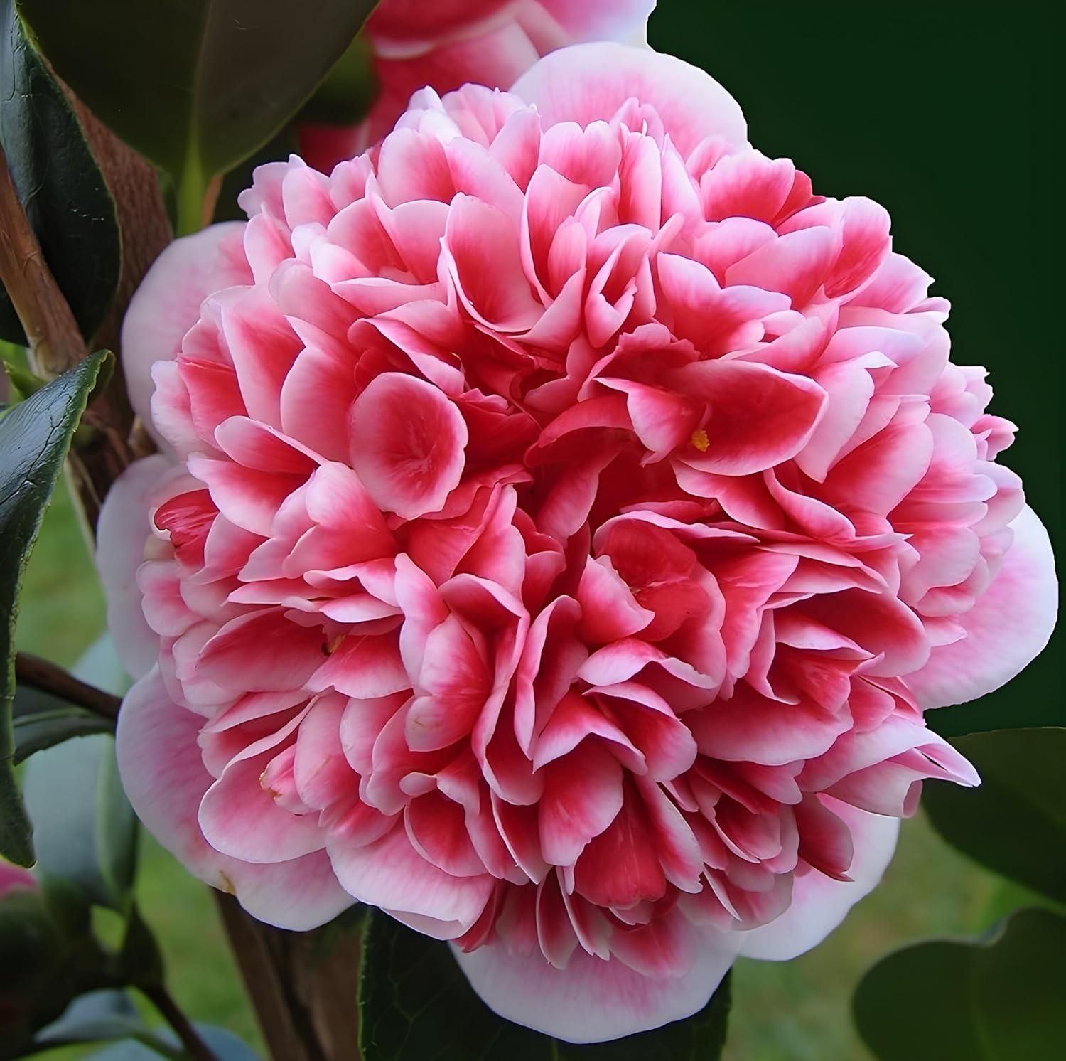 The Queen of Flowers?Peony Flower (Pack of 20)