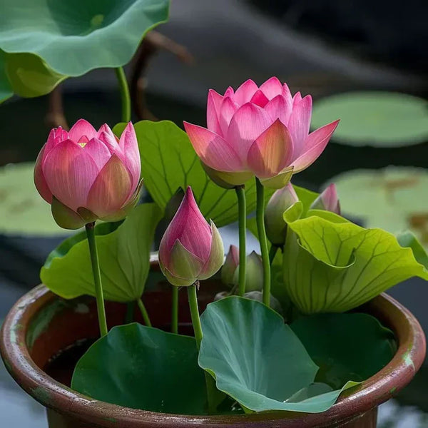 Japanese Bonsai Multicolor Bowl Lotus Seeds (7 Days Germination)