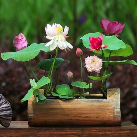 Japanese Bonsai Multicolor Bowl Lotus Seeds (7 Days Germination)